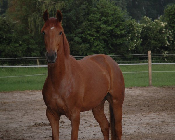 broodmare Francis (Westphalian, 2005, from Fürst Piccolo) broodmare Francis (Westphalian, 2005, from Fürst Piccolo)