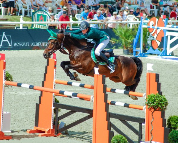jumper Harvey VII CH (Swiss Warmblood, 2003, from Heartbreaker)