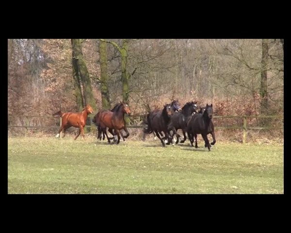 Video von Buschenbachs Indian Autumn