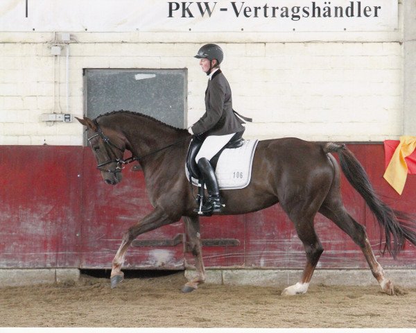 dressage horse Dynastie 100 (Hanoverian, 2007, from Don Frederico) dressage horse Dynastie 100 (Hanoverian, 2007, from Don Frederico)