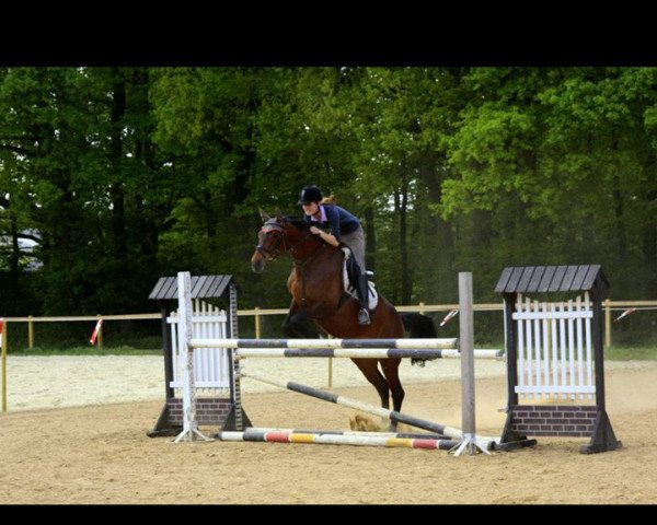 Zuchtstute Florenza 12 (Hannoveraner, 2002, von Fly High)