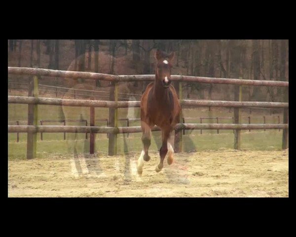 Video of Fohlen von Wunderknabe