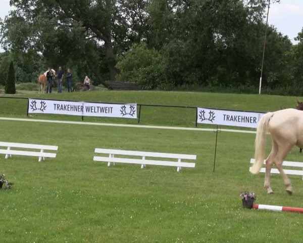 Stuten-und Fohlenschau Hamm-Rhynern 2013
Samstag, den 22. Juni 2013

