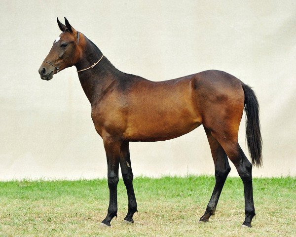 Caballo Baldy (Achal Tekkiner, 2010, de Dallas) - Baldy - Farm stud DACOR