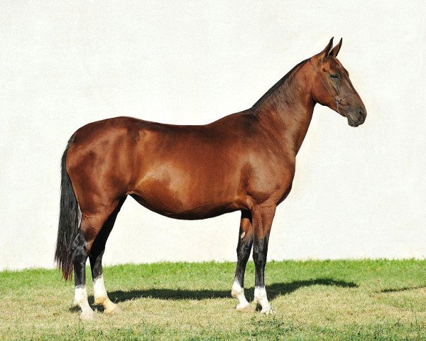 Zuchtstute Gulsary (Achal Tekkiner, 2007, von Salyr) Zuchtstute Gulsary (Achal Tekkiner, 2007, von Salyr)