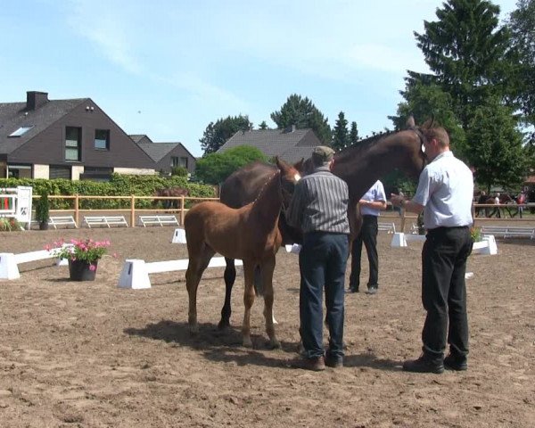 Stutenschau Warendorf 2013
Montag, den 17.06.2013