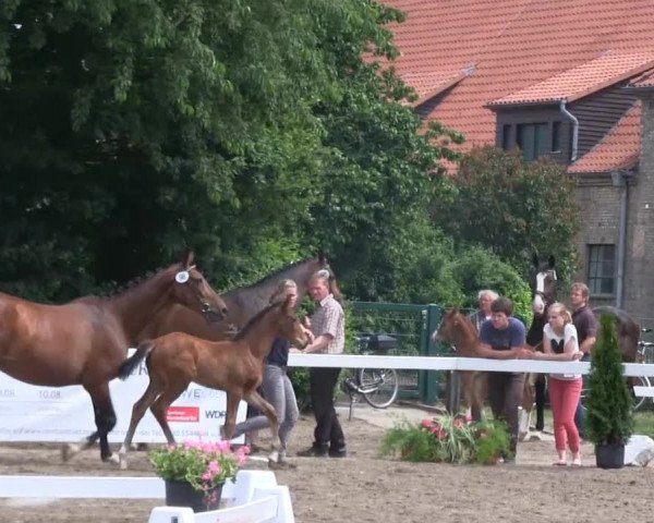 Stutenschau Warendorf 2013
Montag, den 17.06.2013