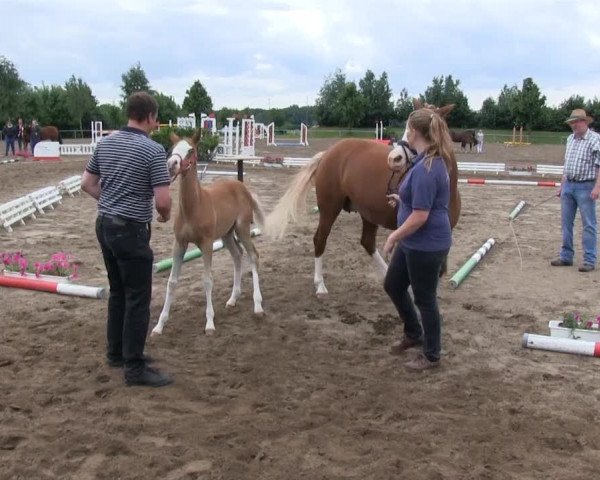 Stutenschau Seppenrade 2013
Samstag, den 15.06.2013
