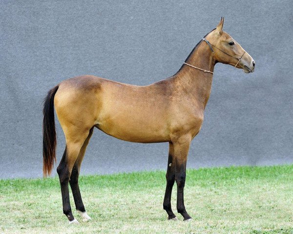 broodmare Ariel (Akhal-Teke, 2010, from Elgush) broodmare Ariel (Akhal-Teke, 2010, from Elgush)