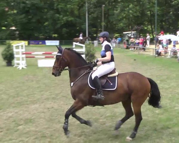 PLS Weinsberg 2013, Sonntag 15.06.2013, 11/1 Springprüfung Kl. M*
