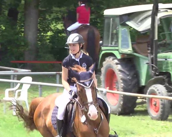 PLS Weinsberg 2013, Sonntag 15.06.2013, 11/1 Springprüfung  Kl. M*