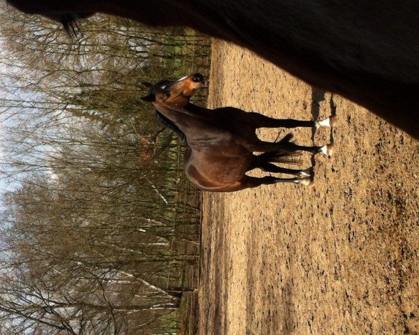 horse Benvenuto (Hanoverian, 2009, from Betel xx)