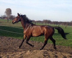 jumper Carlchen Z (Zangersheide riding horse, 2007, from Cracky Z)
