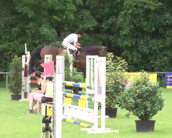 PLS Weinsberg 2013, Freitag 14.06.2013, 08/1 Springprüfung Kl. L