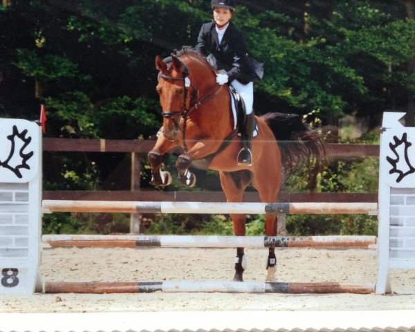 dressage horse Campino (Zweibrücken, 1999, from Coraldo)