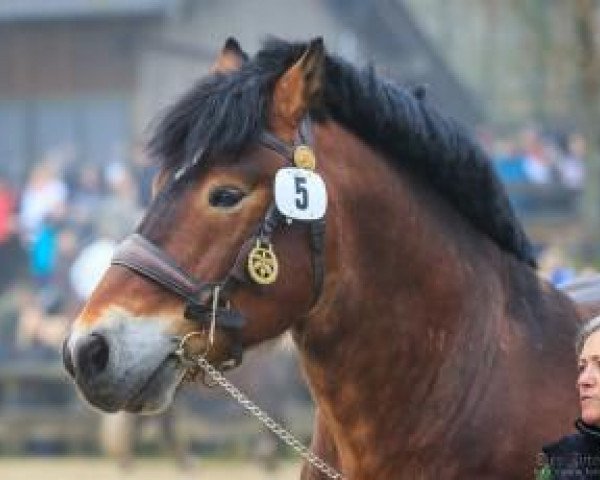 stallion Egmont (Saxon-Thuringian Draughthorse, 2002, from Eckbert)