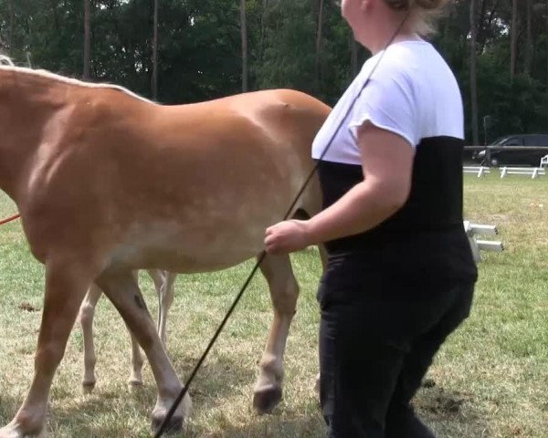 Video von Hengst von Majestro