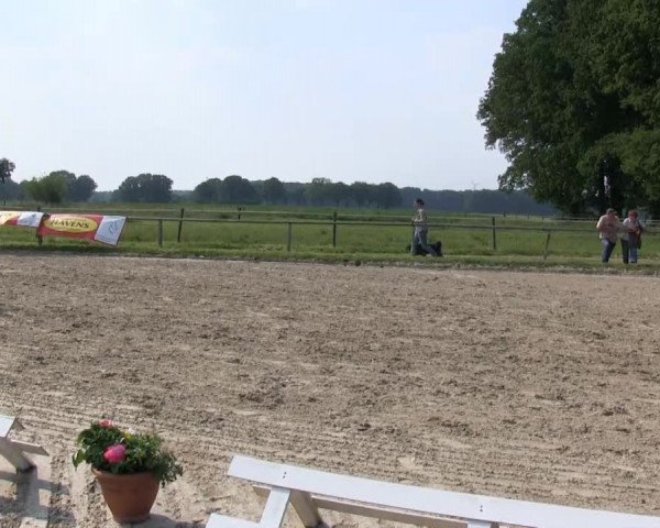 Stutenschau Haltern 2013
Dienstag, den 11.06.2013