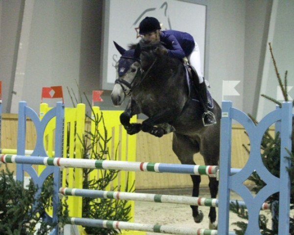 Springpferd Enno 52 (KWPN (Niederländisches Warmblut), 2008, von Wittinger)
