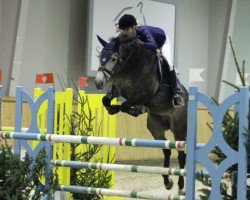 Springpferd Enno 52 (KWPN (Niederländisches Warmblut), 2008, von Wittinger)