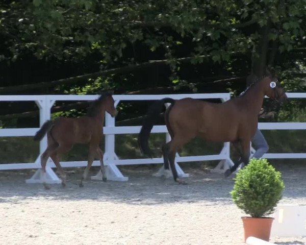 Stuten- und Fohlenschau Bedburg, 07.06.2013