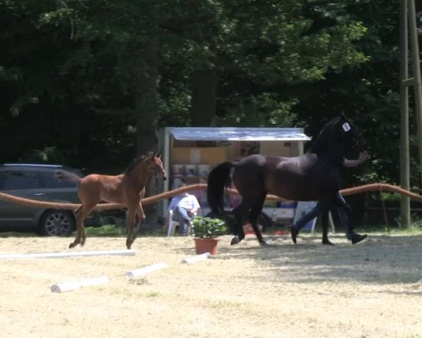 Stutenschau Münster-Angelmodde 2013
Montag, den 10.06.2013
Warmblutfohlen