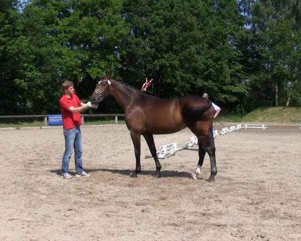 Stutenschau Greven 2013
Donnerstag, den 06.06.2013
3-jährige Warmblutstuten

