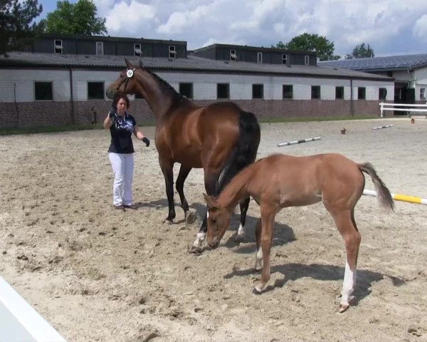 Stutenschau Herbern 2013
Mittwoch, den 05.06.2013
Warmblutfohlen
