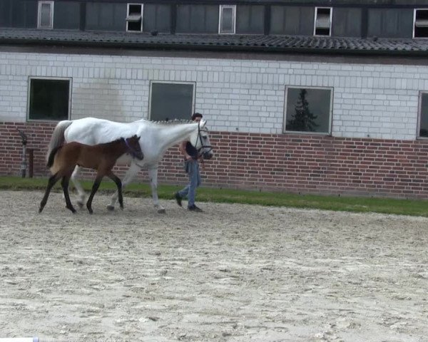 Stutenschau Herbern 2013
Mittwoch, den 05.06.2013
Warmblutfohlen
