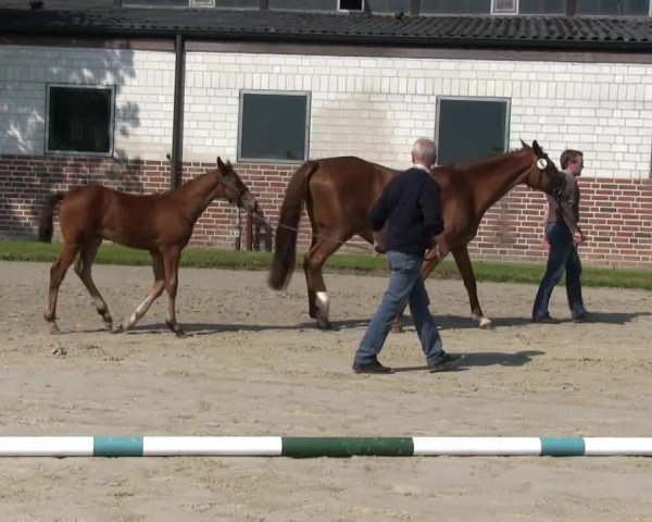 Stutenschau Herbern 2013
Mittwoch, den 05.06.2013
Warmblutfohlen