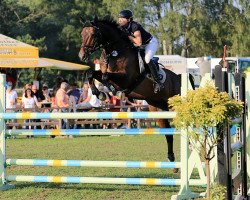 jumper Calgary 50 (Holsteiner, 2003, from Caretino)
