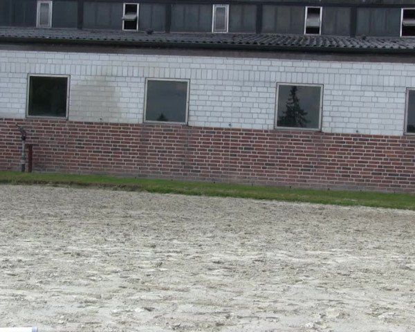 Stutenschau Herbern 2013
Mittwoch, den 05.06.2013
Warmblutfohlen
