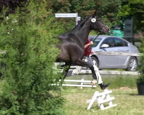 Stutenschau Rahden – Varl 2013
Dienstag, den 04.06.2013
3-u. 4-jährige Warmblutstuten
