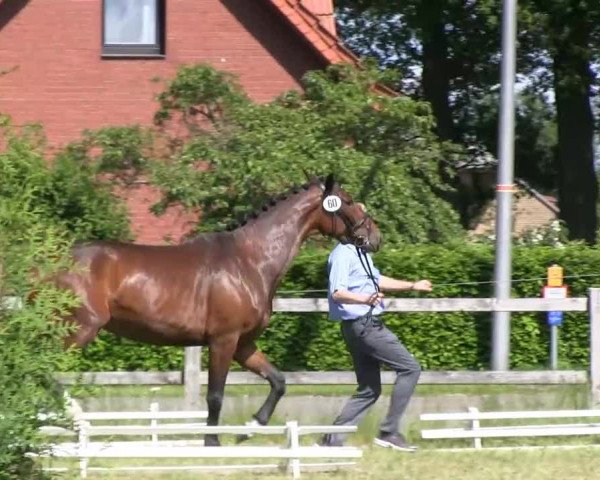 Stutenschau Rahden – Varl 2013
Dienstag, den 04.06.2013
3-u. 4-jährige Warmblutstuten
