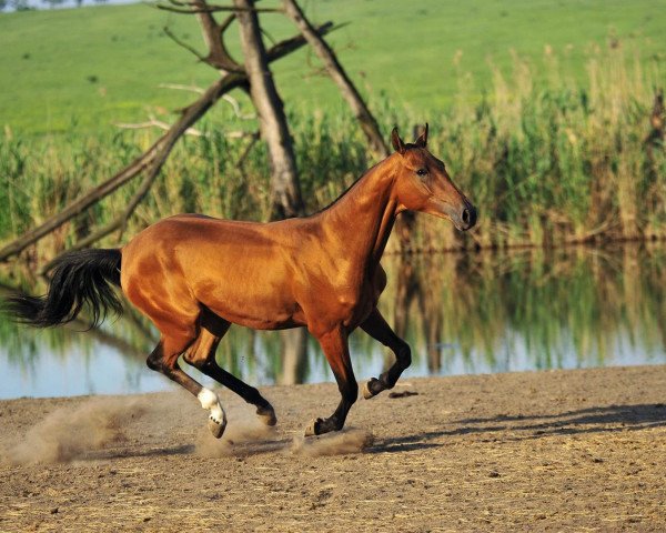 Zuchtstute Palba (Achal Tekkiner, 2006, von Gench) Zuchtstute Palba (Achal Tekkiner, 2006, von Gench)