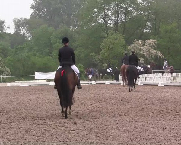 Düren - An der Kuhbrücke 2013
Freitag, den 31.05.2013
01. Reitpferdeprüfung
