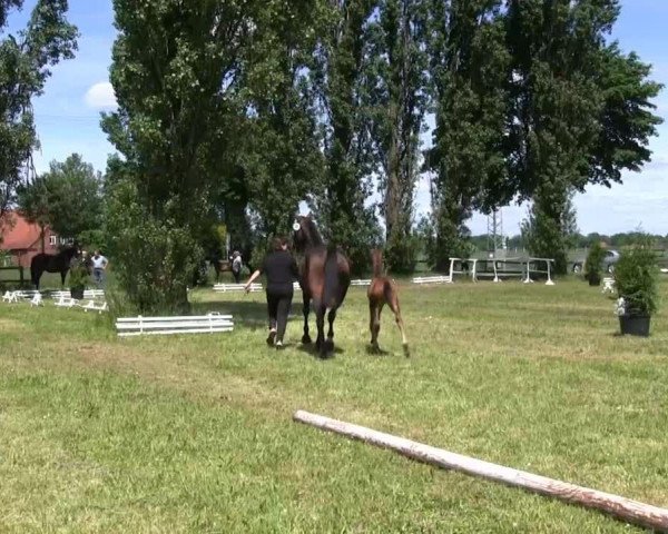 Video von Cobra Cobretti