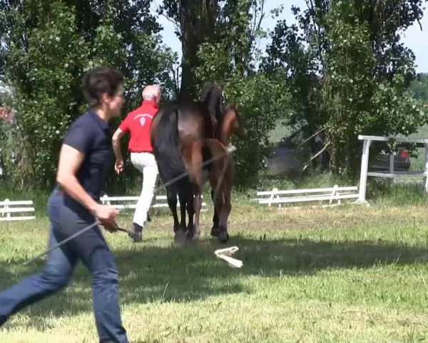 Video of Delegro