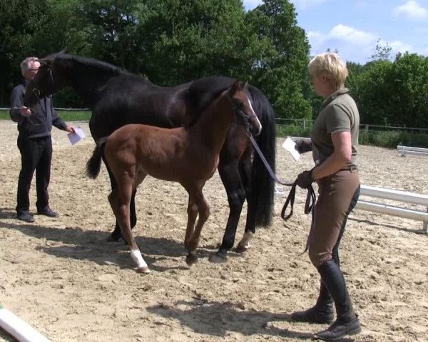 Video von Cross Over J