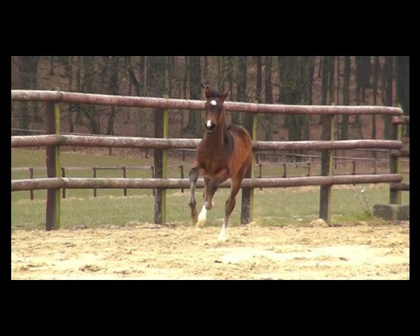 Video of Captain Fabulous H