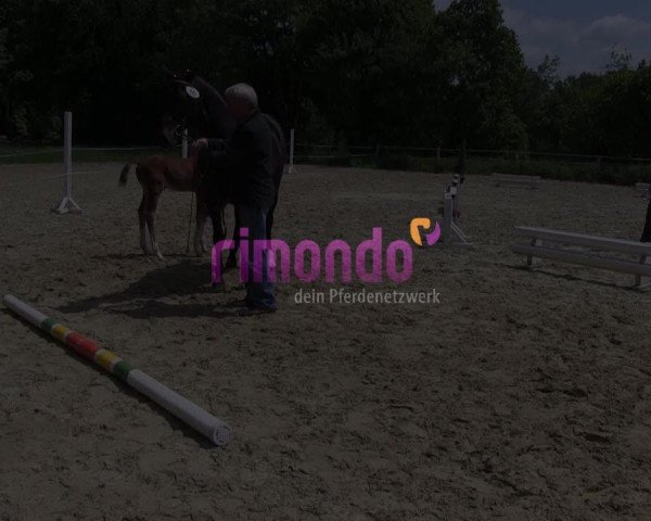 Video of Dico 4