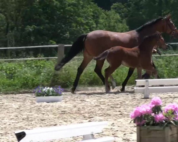 Stutenschau Büren 2012
Montag, den 03.06.2013
Warmblutfohlen