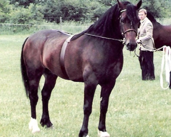 Deckhengst Tynged Calon Lân (Welsh-Cob (Sek. D), 1977, von Derwen Llwynog)