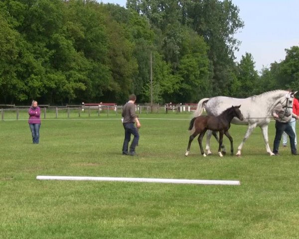 Stutenschau Ahaus-Barle 2013
Freitag, den 31.05.2013
Warmblutfohlen
