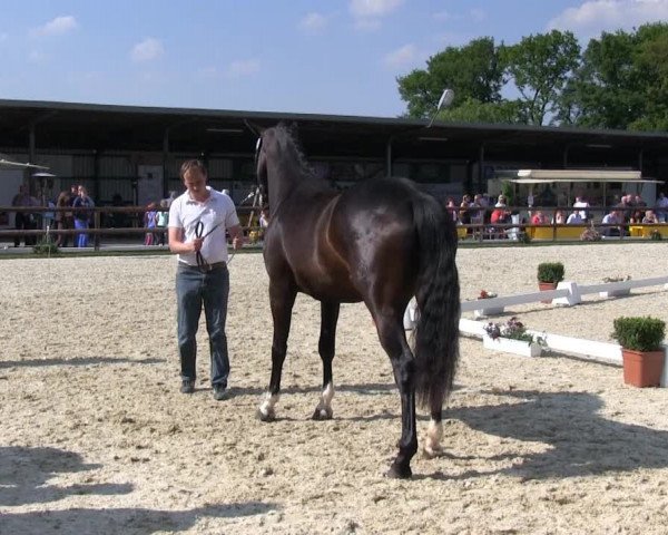 Stutenschau Kirchhellen – Feldhausen 2013
Dienstag, den 28.05.2013
Warmblutstuten, 3-jährig
