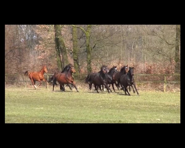 Stutenschau Kirchhellen – Feldhausen 2013
Dienstag, den 28.05.2013
Ponyfohlen