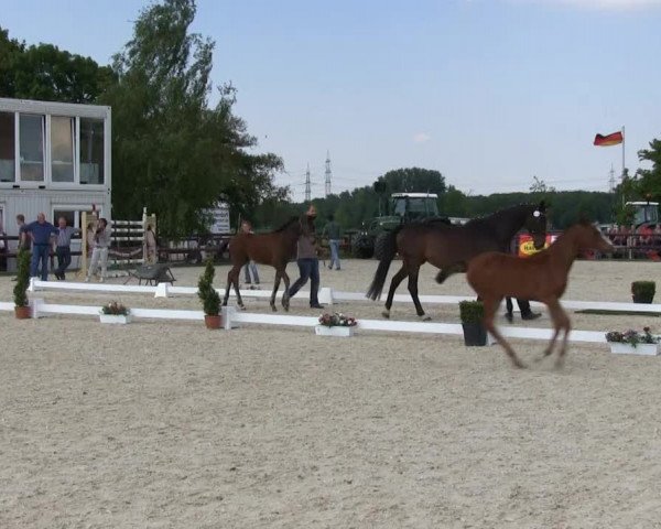 Stutenschau Kirchhellen – Feldhausen 2013
Dienstag, den 28.05.2013
Warmblutfohlen

