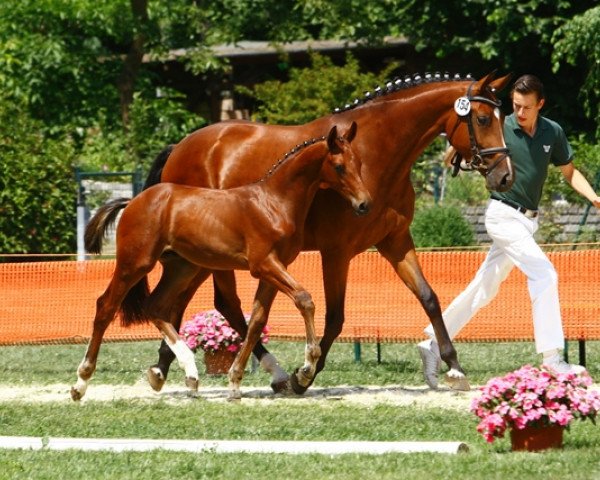 broodmare Contina Grande (Westphalian, 2006, from Continus Grannus)