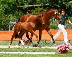 broodmare Contina Grande (Westphalian, 2006, from Continus Grannus)