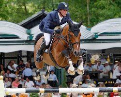 jumper Caballero 84 (Holsteiner, 2002, from Chambertin)